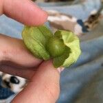 Physalis longifolia Fruit