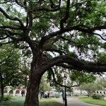 Quercus virginiana Bark