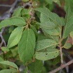 Grewia picta Leaf