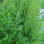 Artemisia biennis Leaf