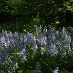 Hyacinthoides × massartianaPlante entière