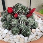 Rebutia minuscula Квітка