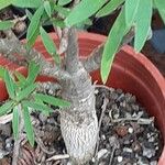 Euphorbia balsamifera Bark