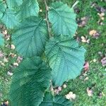 Corylus cornuta List