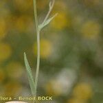 Omphalodes linifolia Escorça