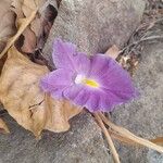 Siphonochilus aethiopicus Λουλούδι