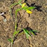 Vigna vexillata Hábito