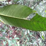 Tabernaemontana macrocalyx Fuelha