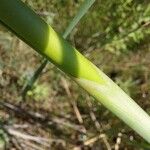 Typha domingensis Corteza