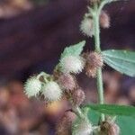 Triumfetta rhomboidea Fruit