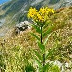 Senecio hercynicus موطن