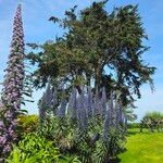 Echium candicans 整株植物