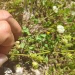 Medicago rigidula Fruit