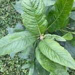 Trichanthera gigantea Leaf