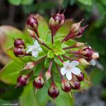 Lysimachia mauritiana 果實