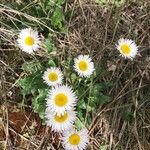 Bellis sylvestrisFiore