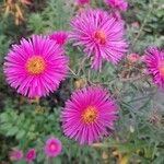 Symphyotrichum novae-angliae Bloem