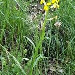 Erysimum rhaeticum Habit