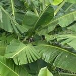 Musa balbisiana ഇല
