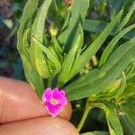 Silene muscipula Blomma