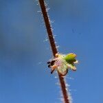 Saxifraga carpetana पत्ता