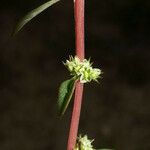 Amaranthus torreyi 花