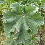 Malva arborea Yaprak