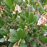 Arbutus unedo Ліст