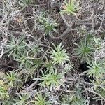 Echium brevirame List