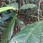 Cordia nodosa Leaf