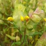 Rhinanthus alectorolophus 花