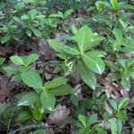 Daphne pontica Leaf