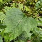 Adenostyles alpina Likasa