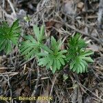 Viola pinnata Habit