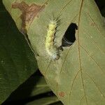 Mucuna pruriens Leaf