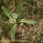 Pilosella corymbuloides Libunga