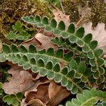 Asplenium ceterach 葉