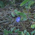 Jacquemontia pentanthos Blomma