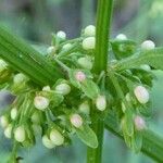 Rumex crispusFlors