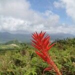 Pitcairnia spicata Blüte