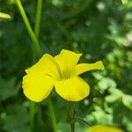 Oxalis pes-caprae Λουλούδι