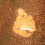 Macoubea guianensis Други