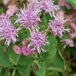 Vernonia brachycalyx Blomma