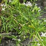 Stenaria nigricans Feuille