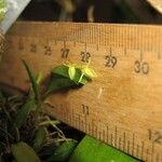 Pleurothallis pruinosa その他の提案