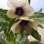 Hyoscyamus niger Fleur