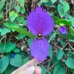 Dalechampia aristolochiifolia Flower