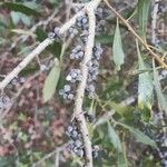 Morella cerifera Fruto