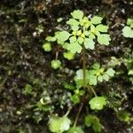 Chrysosplenium tosaense Blomst