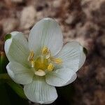 Ornithogalum balansae Virág